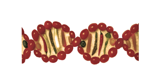 epigenetica